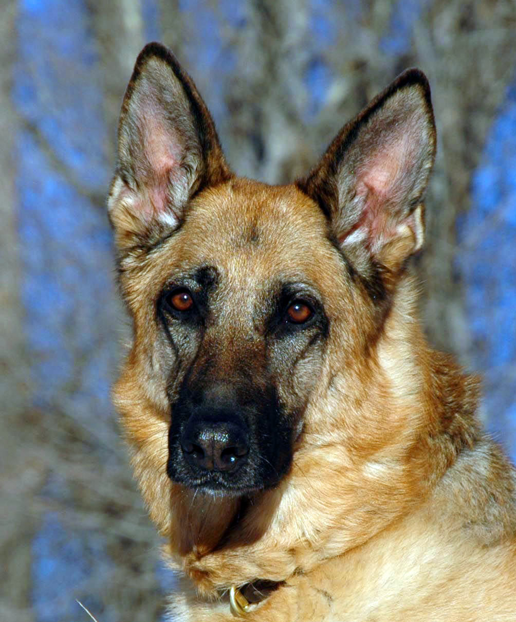 Granby Veterinary Clinic Granby, CO Our Doctors